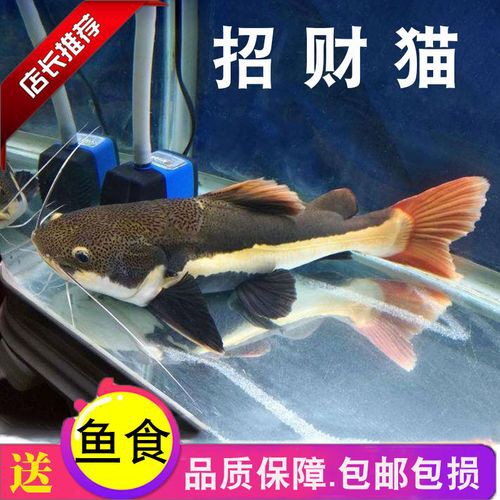 招財貓魚可以和龍魚混養嗎圖片