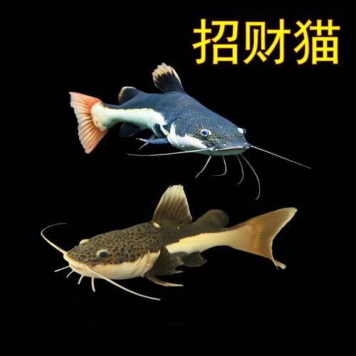 招財貓魚可以和龍魚混養嗎圖片