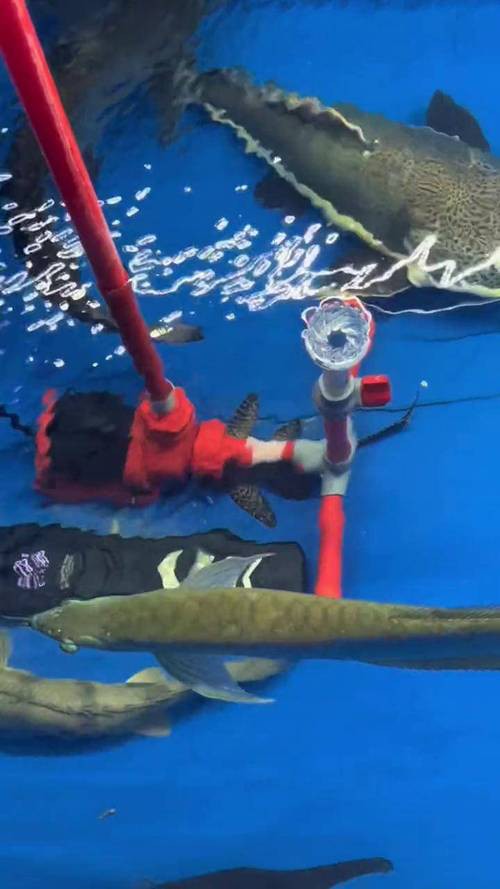 招財貓魚可以和龍魚混養嗎圖片