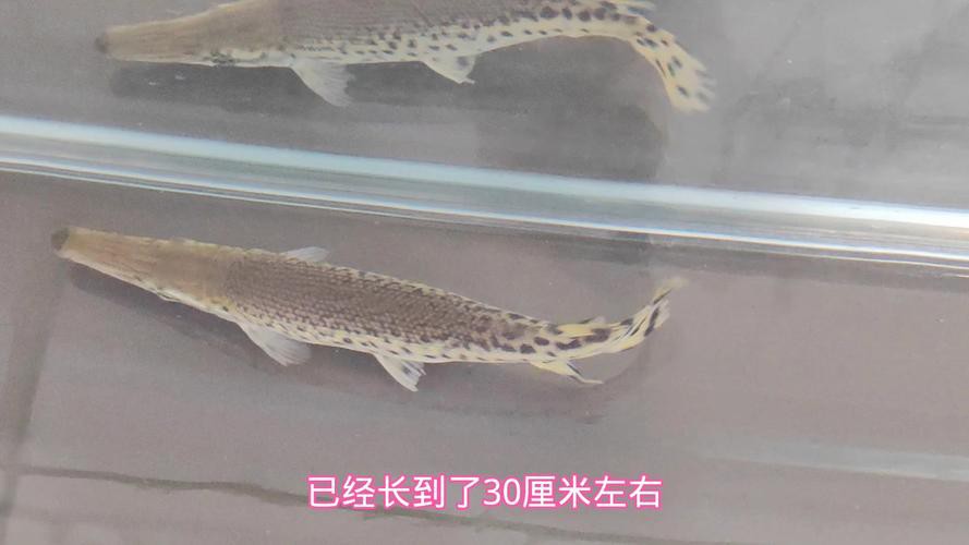 招財貓魚可以和龍魚混養嗎圖片