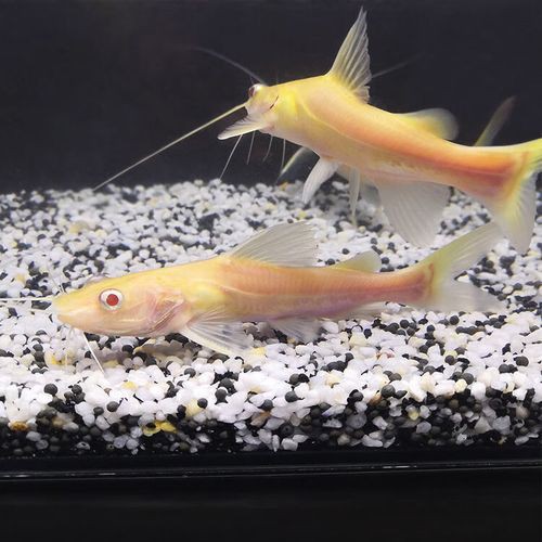 招財貓魚可以和龍魚混養嗎圖片