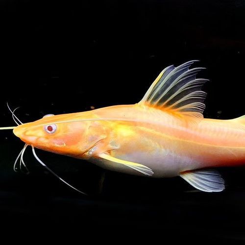 招財貓魚可以和龍魚混養嗎圖片