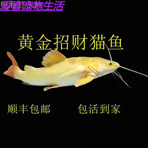 招財貓魚可以和龍魚混養嗎圖片