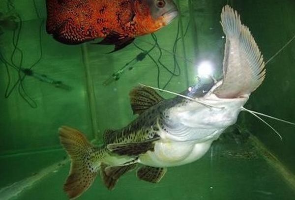 招財貓魚可以和龍魚混養嗎圖片