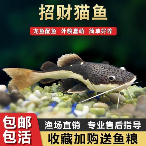 招財貓魚可以和龍魚混養嗎圖片