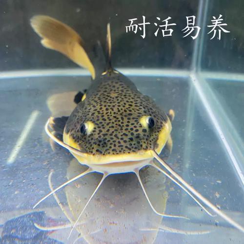 招財貓魚可以和龍魚混養嗎圖片