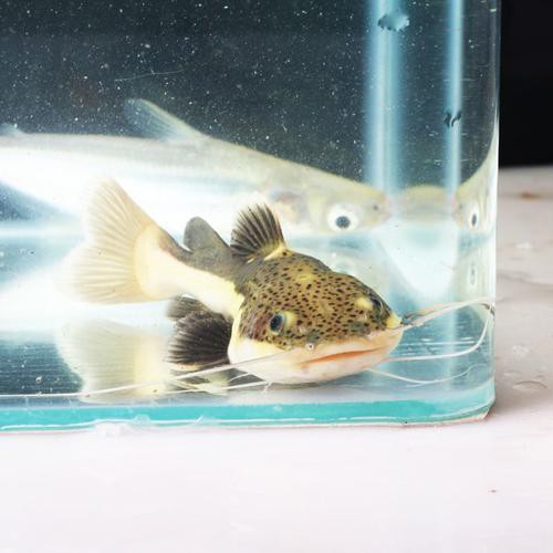 招財貓魚可以和龍魚混養嗎圖片