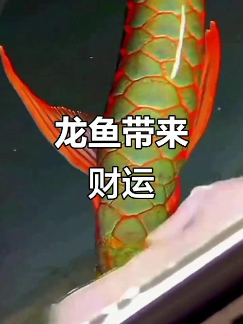 招財貓魚可以和龍魚混養嗎圖片