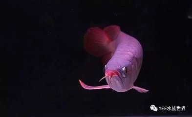 龍魚半個月沒吃食的應對措施（龍魚半個月沒吃東西怎么辦） 龍魚半個月沒吃食的應對措施（龍魚半個月沒吃東西怎么辦） 龍魚百科 第1張