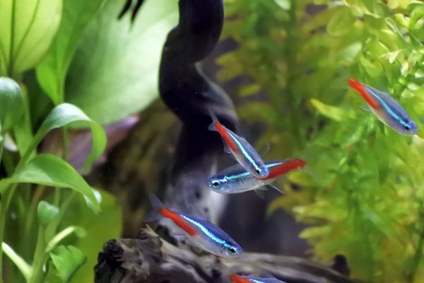 金龍魚養一條好嗎還是兩條：金龍魚養一條還是兩條