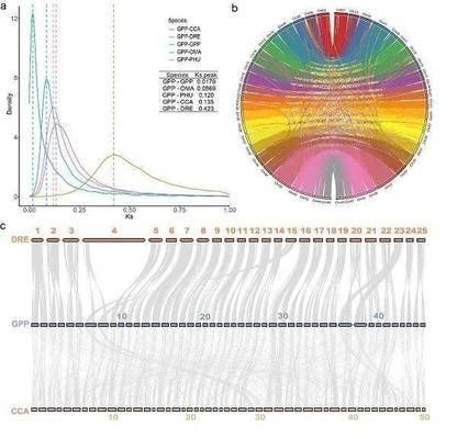 龍魚吃什么食物發色快又好看：龍魚專用飼料哪種好 龍魚吃什么食物發色快又好看：龍魚專用飼料哪種好 龍魚百科 第2張