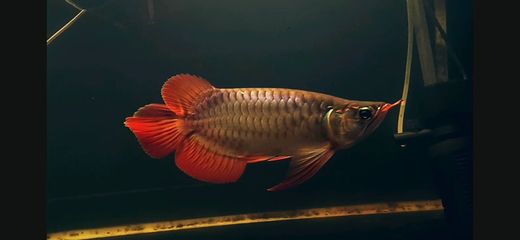 紅龍魚養多長時間變紅（紅龍魚發色過程受到多種因素影響，紅龍魚發色過程詳細信息） 紅龍魚養多長時間變紅（紅龍魚發色過程受到多種因素影響，紅龍魚發色過程詳細信息） 龍魚百科 第5張