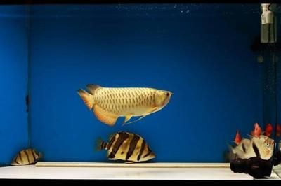 龍魚缸養(yǎng)什么清道夫：龍魚缸中養(yǎng)殖清道夫時(shí)需考慮水溫、水質(zhì)、空間和食物