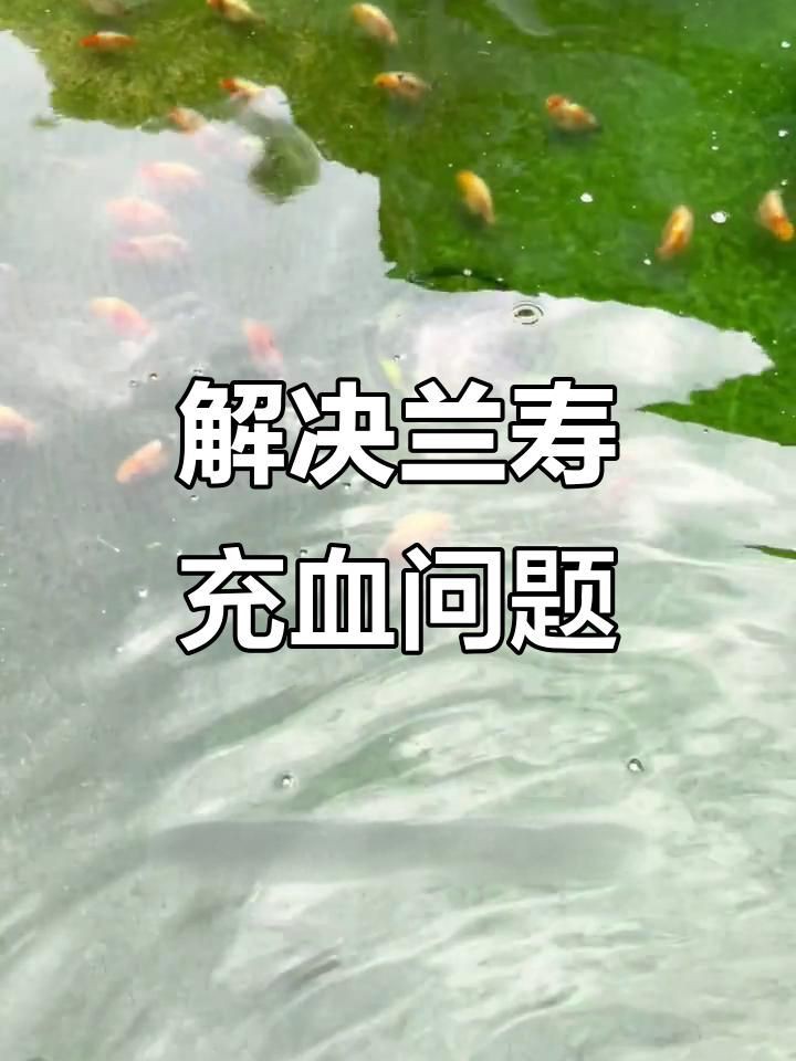 如何預防金魚鰭充血？