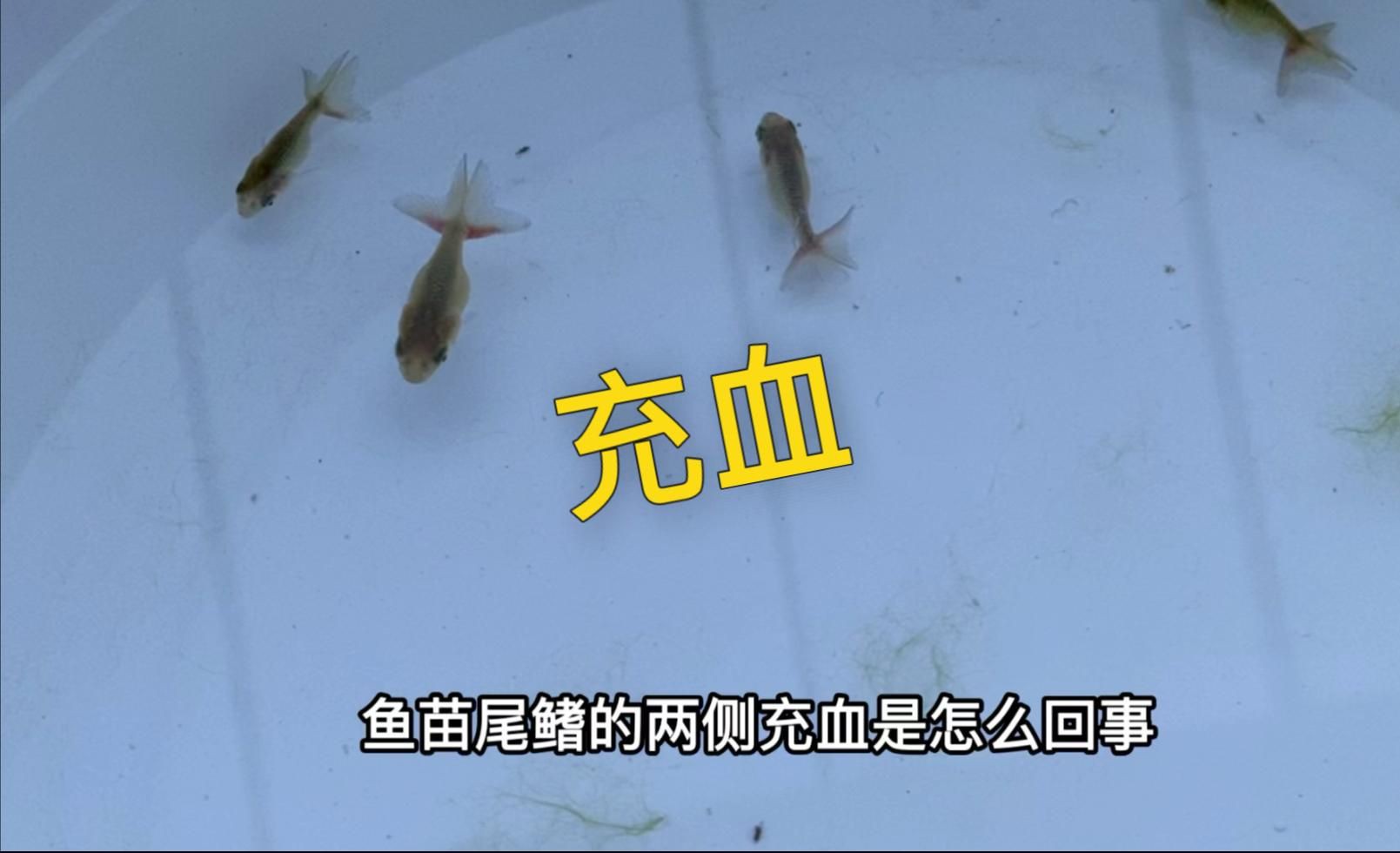 如何預防金魚鰭充血？