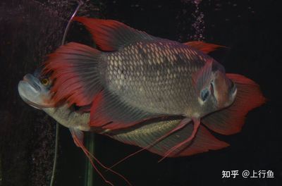 龍魚和戰(zhàn)船魚哪個好養(yǎng)些：龍魚和戰(zhàn)船魚怎么選擇