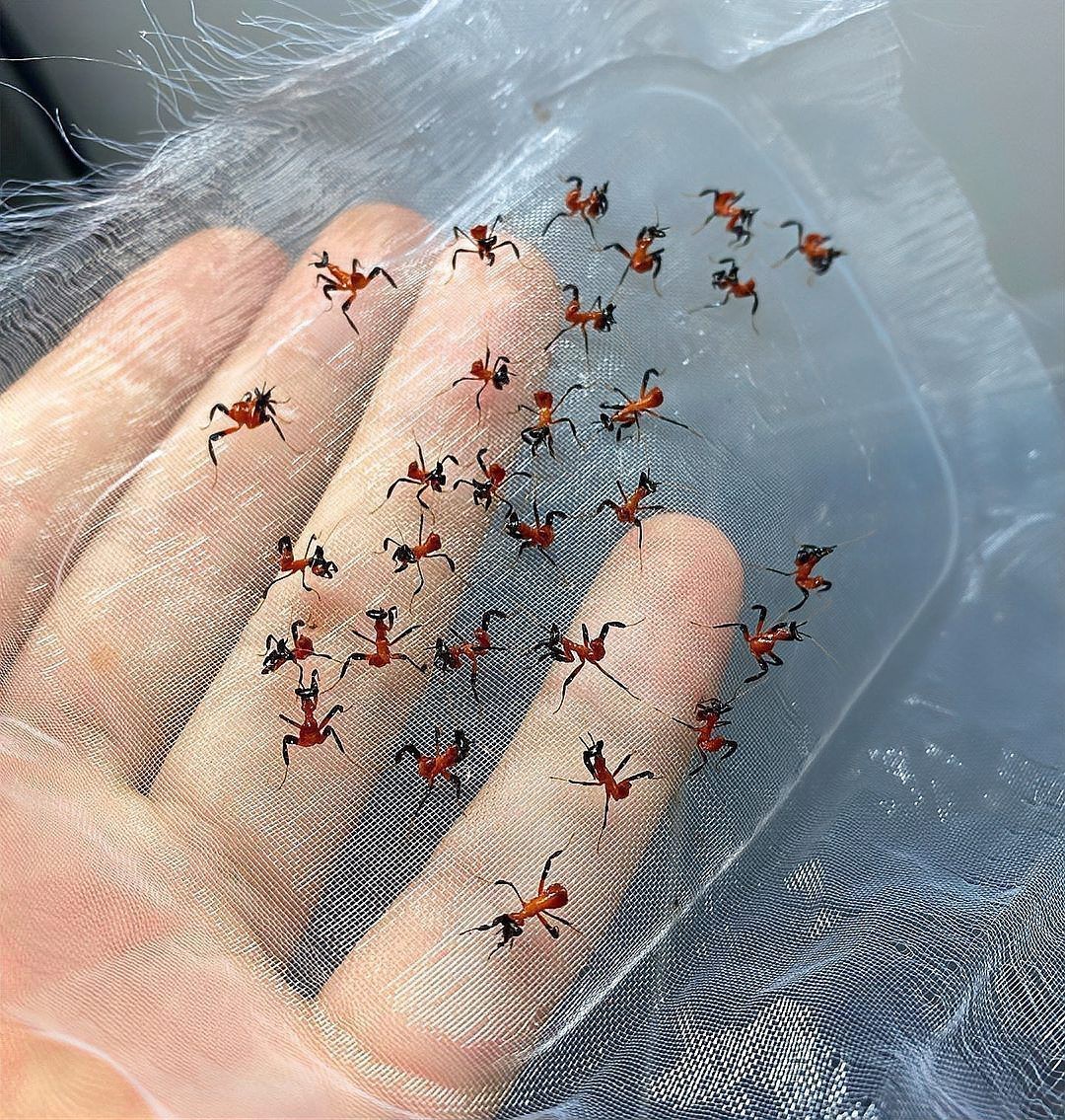 動(dòng)森蘭花螳螂多少錢一只，《集合啦動(dòng)物森友會(huì)》蘭花螳螂價(jià)格對(duì)比《集合啦》