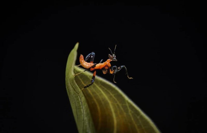 動(dòng)森蘭花螳螂多少錢一只，《集合啦動(dòng)物森友會(huì)》蘭花螳螂價(jià)格對(duì)比《集合啦》