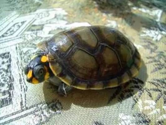 巨暴牙魚混養龍魚，巨暴牙魚與龍魚混養注意事項，混養成功與否取決于多種因素 巨暴牙魚混養龍魚，巨暴牙魚與龍魚混養注意事項，混養成功與否取決于多種因素 龍魚百科 第3張