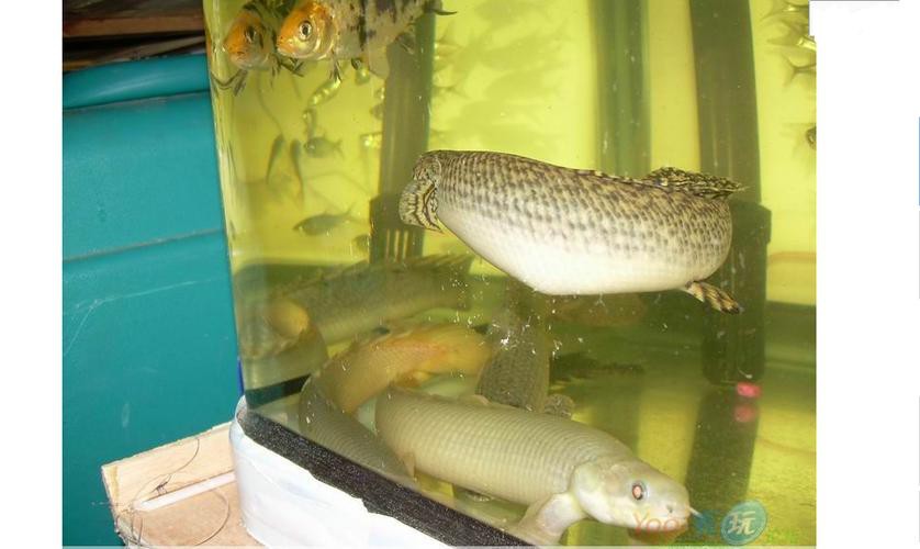 恐龍魚品種大全圖片及價格