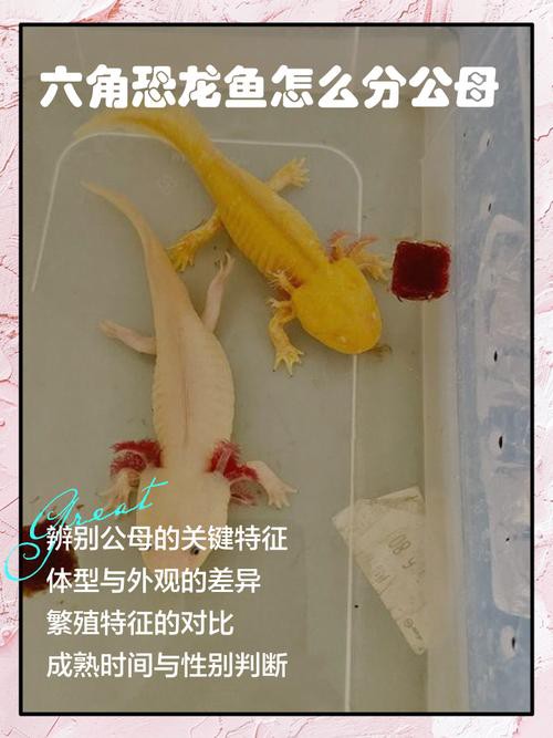 恐龍魚品種大全圖片及價格