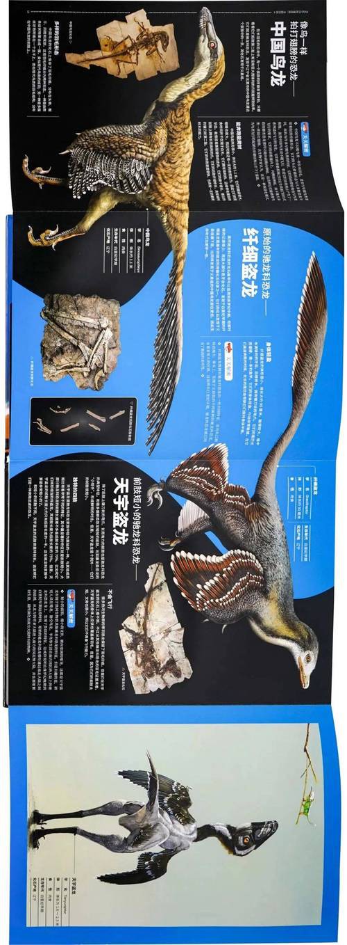 恐龍魚品種大全圖片及價格