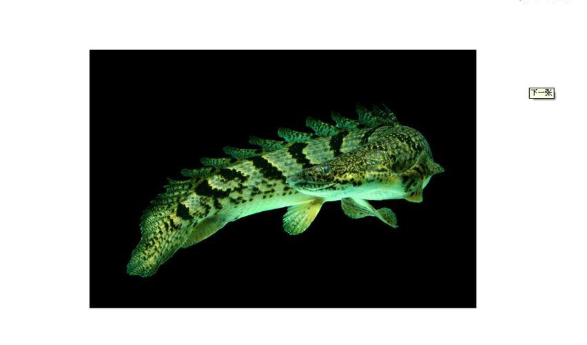 恐龍魚品種大全圖片及價格