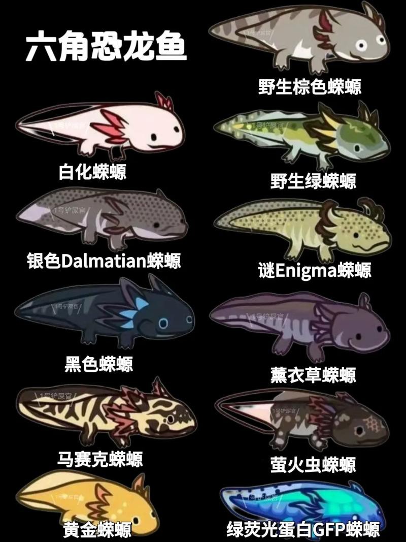 恐龍魚品種大全圖片及價格