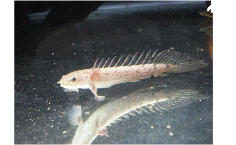 恐龍魚品種大全圖片及價格