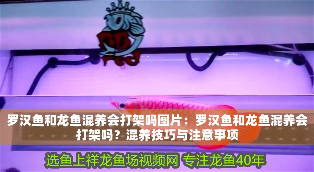 羅漢魚和龍魚混養會打架嗎圖片:羅漢魚和龍魚混養會打架嗎?混養技巧與注意事項 龍魚百科 第1張 羅漢魚和龍魚混養會打架嗎圖片:羅漢魚和龍魚混養會打架嗎?混養技巧與注意事項 羅漢魚和龍魚混養會打架嗎圖片:羅漢魚和龍魚混養會打架嗎?混養技巧與注意事項 龍魚百科 第1張