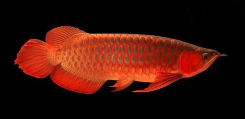 金龍魚歷史最高價，金龍魚歷史最高股價145.24元（復權價）詳細歸納