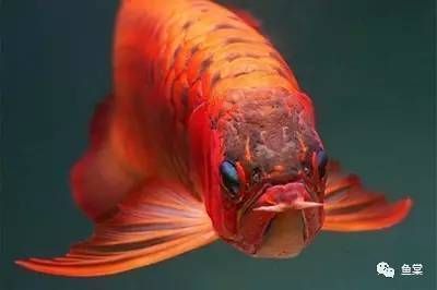 金龍魚怎么變金色顏色（如何調節魚缸光照強度,金龍魚發色環境布置技巧）
