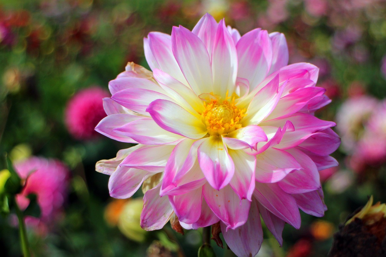 江北區(qū)芳芳花藝經(jīng)營部(江北區(qū)芳芳花藝經(jīng)營部地址) 全國水族館企業(yè)名錄 第1張 江北區(qū)芳芳花藝經(jīng)營部(江北區(qū)芳芳花藝經(jīng)營部地址) 江北區(qū)芳芳花藝經(jīng)營部(江北區(qū)芳芳花藝經(jīng)營部地址) 全國水族館企業(yè)名錄 第1張