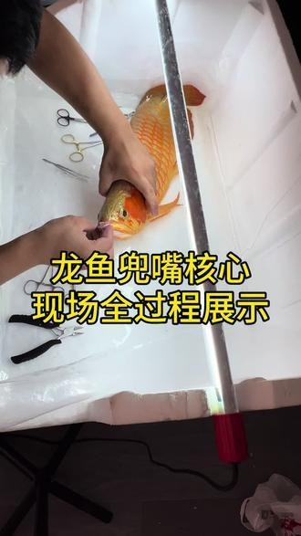 龍魚翹嘴手術視頻