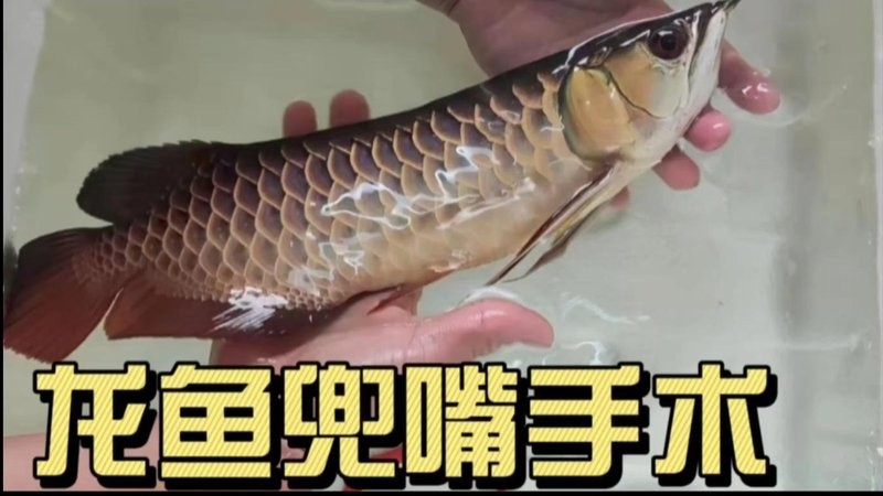 龍魚翹嘴手術視頻