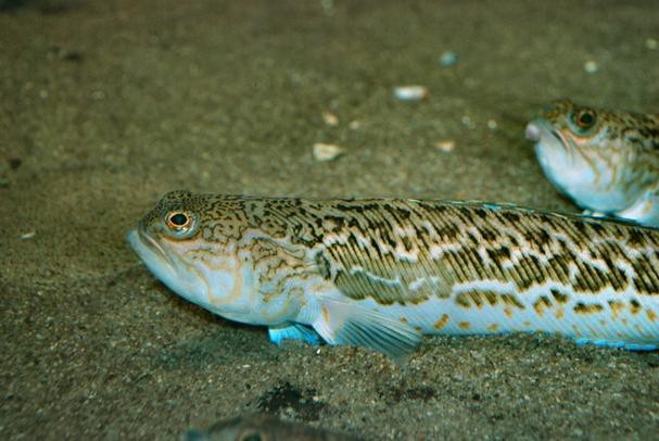 大龍魚圖片高清 大龍魚圖片高清 龍魚百科 第16張