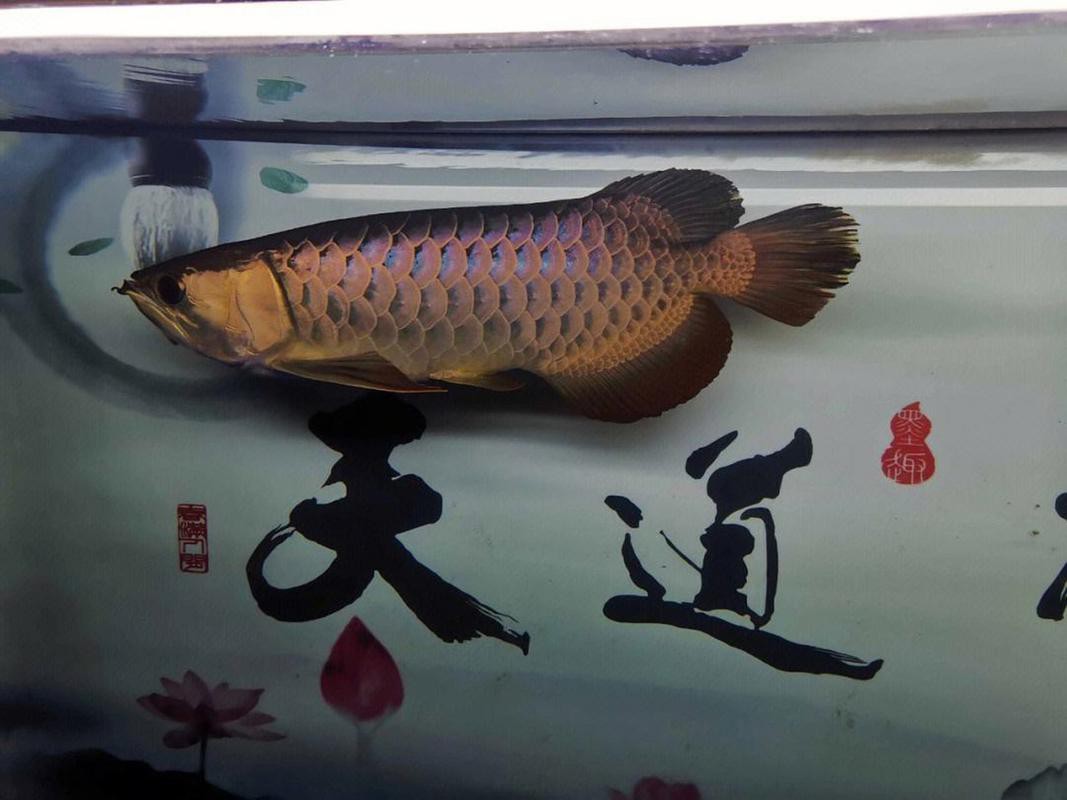 大龍魚圖片高清 大龍魚圖片高清 龍魚百科 第40張