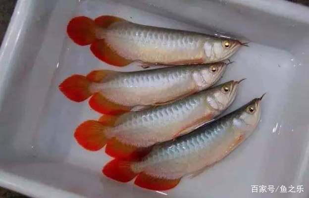 寧波市海曙魚之美水族館：寧波特產(chǎn) 魚之語 寧波市海曙魚之美水族館：寧波特產(chǎn) 魚之語 全國水族館企業(yè)名錄