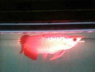 龍魚掉眼開燈養好,還是關燈養好？：龍魚掉眼是否與開燈養好或關燈養好或關燈養好