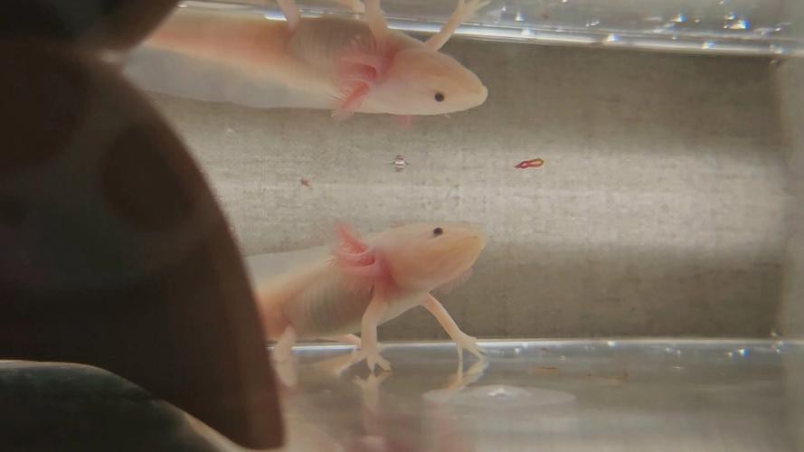 恐龍魚吃魚干嗎怎么喂