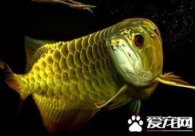 龍魚晚上需要小夜燈嗎：龍魚在晚上是否需要小夜燈以及是否需要小夜燈 龍魚晚上需要小夜燈嗎：龍魚在晚上是否需要小夜燈以及是否需要小夜燈 龍魚百科 第3張