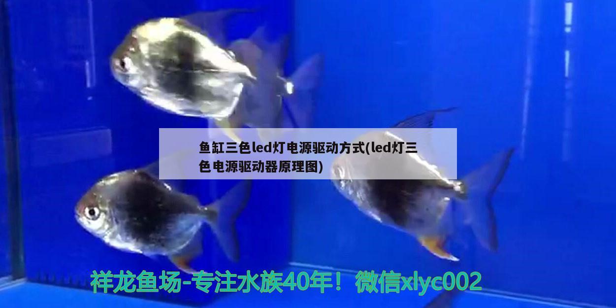 附近哪有觀賞魚店賣的（我這附近有沒有觀賞魚店）