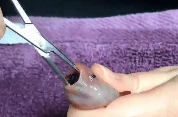 龍魚的嘴撞傷了會怎么樣：龍魚的嘴部撞傷了會怎么樣