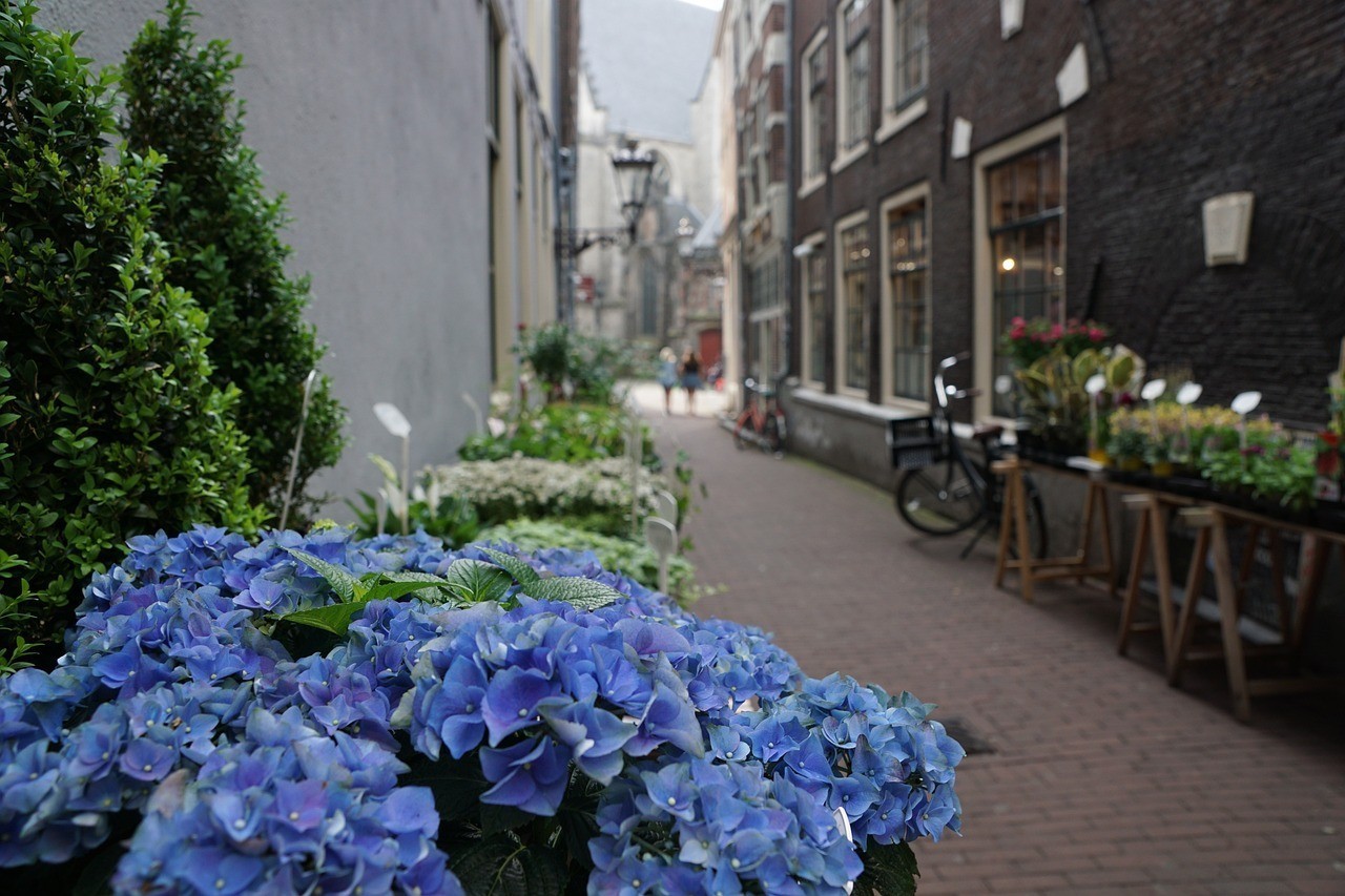 北京花馨源鮮花店