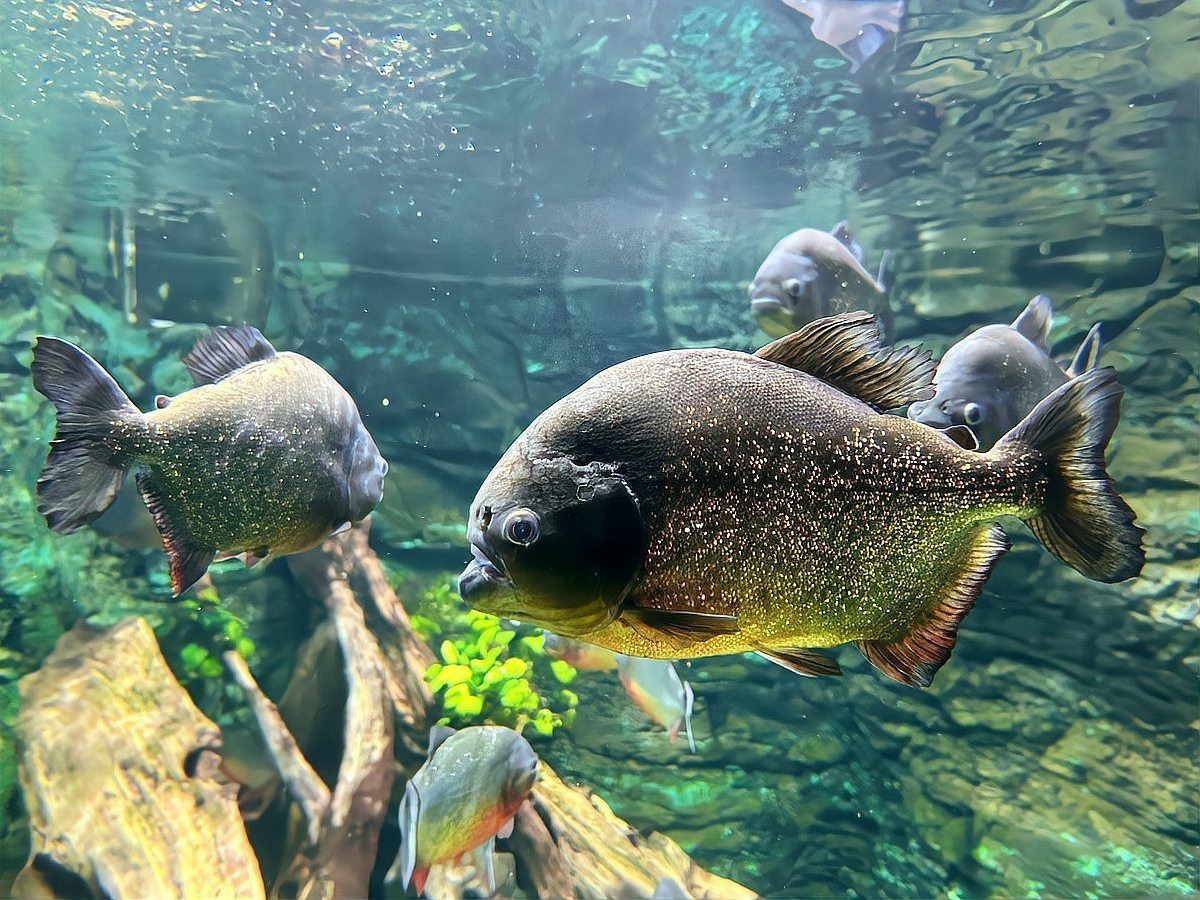 水虎魚和龍魚混養可以嗎圖片欣賞