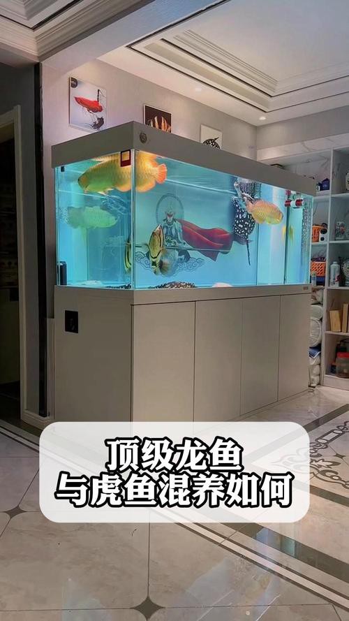 水虎魚和龍魚混養可以嗎圖片欣賞