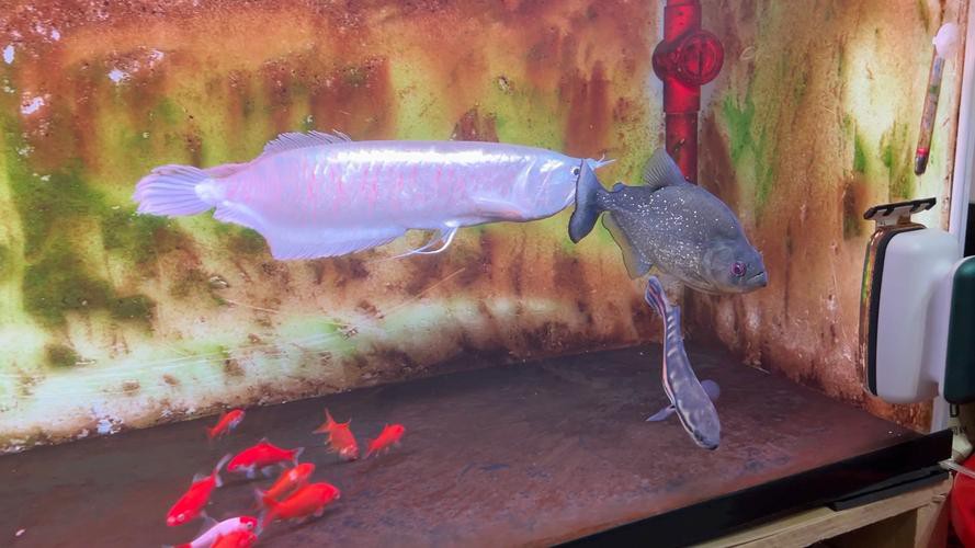 水虎魚和龍魚混養可以嗎圖片欣賞