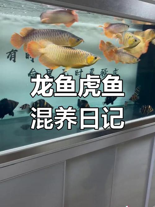 水虎魚和龍魚混養可以嗎圖片欣賞