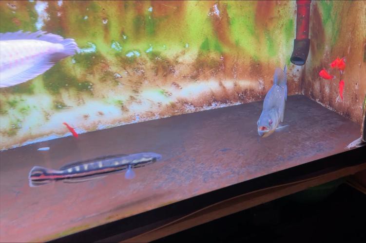 水虎魚和龍魚混養可以嗎圖片欣賞