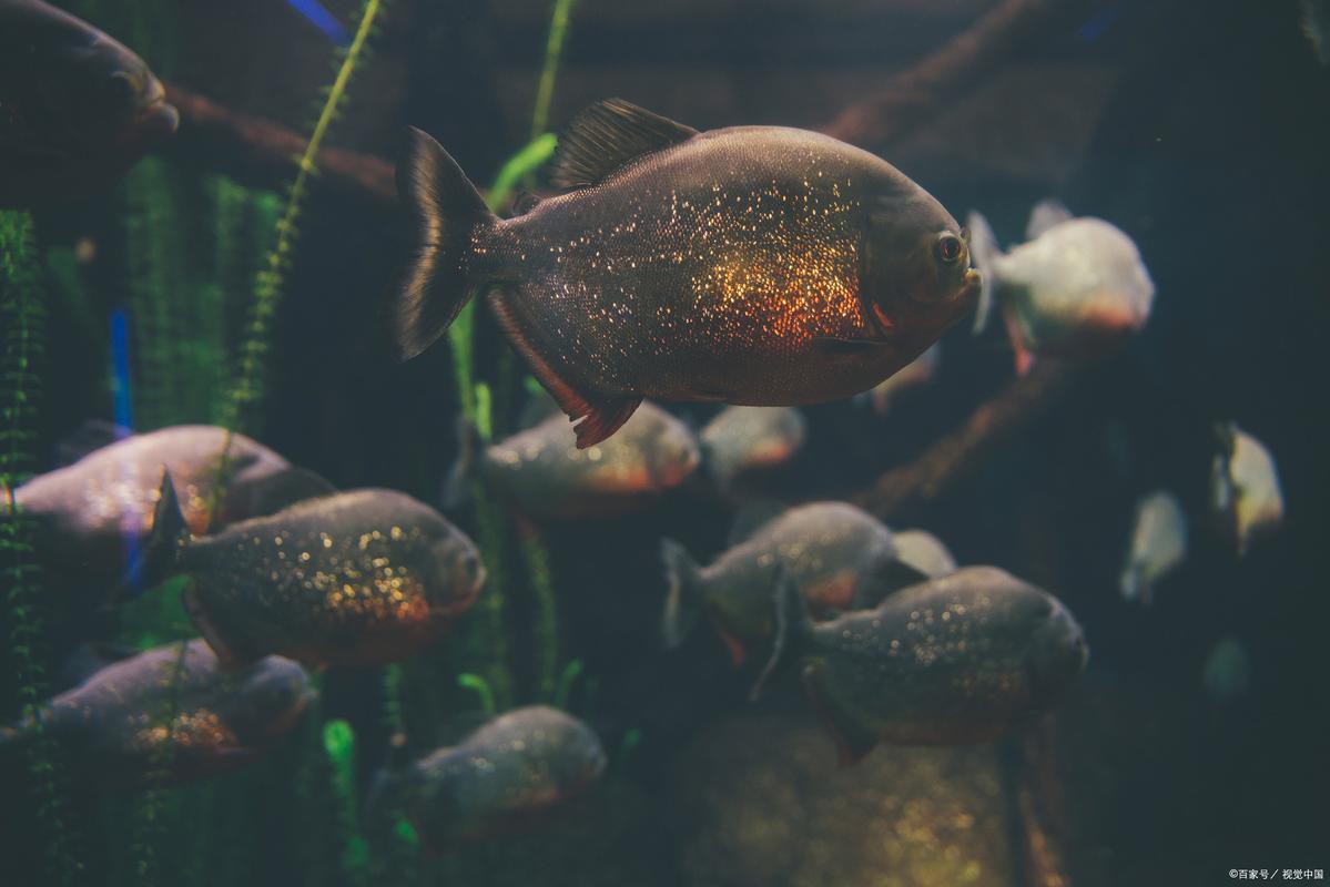 水虎魚和龍魚混養可以嗎圖片欣賞